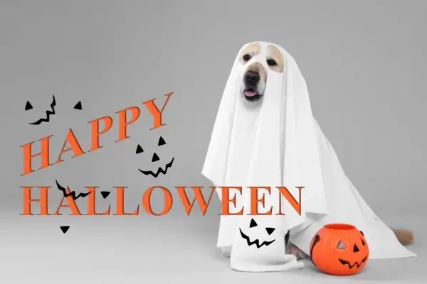 Happy Halloween from Next Step Home Loans, LLC